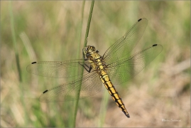 <p>VÁŽKA ČERNOŘITNÁ (Orthetrum cancellatum) jižní Morava ---- /Black-tailed skimmer - Großer Blaupfeil/</p>